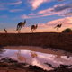 Imagen para el artículo titulado Ya puedes votar por la mejor fotografía de naturaleza del año